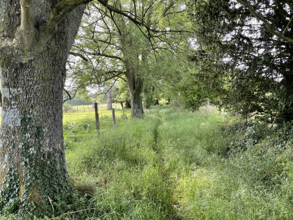 Protégée par ces barrières à bétail, l'allée des Maronniers est envahie par les hautes herbes sur quelques mètres. Rien de méchant, mais c'est humide le matin !