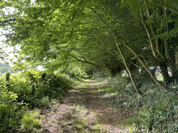 L'allée des Maronniers devient plus agréable en s'approchant de Thierville.