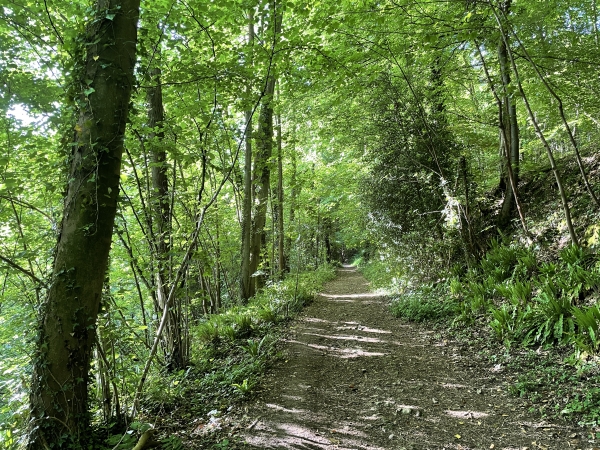 Nous montons dans le bois de la Côte des Forges, en direction de Saint-Antoine-la-Forêt.