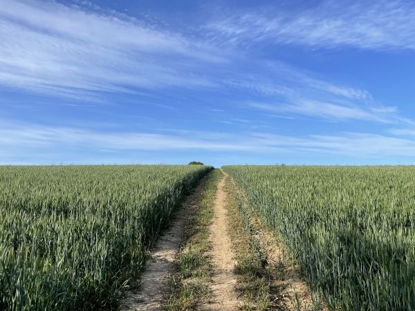 Nous arrivons sur le plateau agricole, non loin de l'ancienne voie romaine vers Lillebonne.