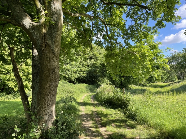 Nous quittons le tracé de la voie romaine, qui disparait ici, et tournons vers Gruchet-le-Valasse.