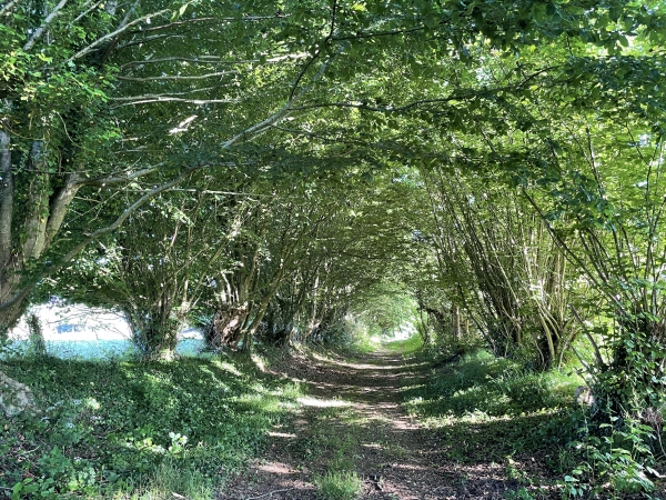Nous sortons du bourg par l'Allée des Maronniers et son tunnel de verdure.