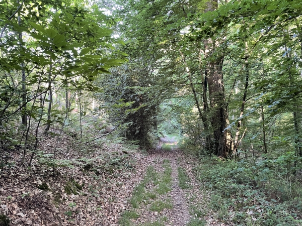 Nous sommes maintenant en forêt domaniale de Montfort, et descendons vers la Petite Vallée.