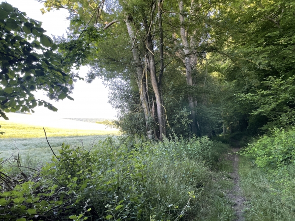 Nous marchons le long de la Petite Vallée et ses champs de céréales. La Petite Vallée est bordée par la forêt sur trois de ses côtés. Le quatrième s'ouvre sur la vallée de la Risle.
