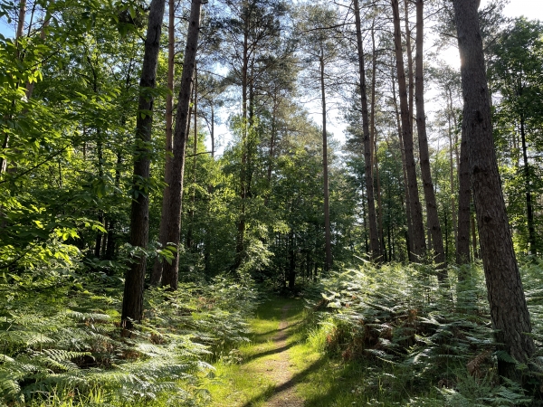 La forêt de Montfort offre des ambiances variées. Nous sommes ici dans l'ambiance "fougères et pins sylvestres".