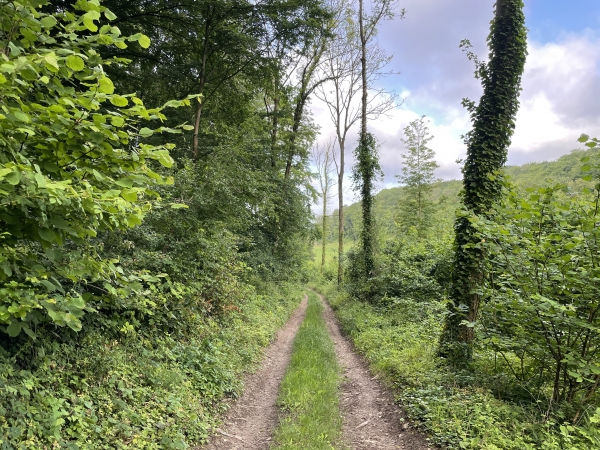 C'est un beau et large chemin qui descend en lisière de bois.