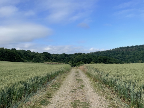 Nous marchons vers les bois qui couvrent les deux coteaux de la Laize.