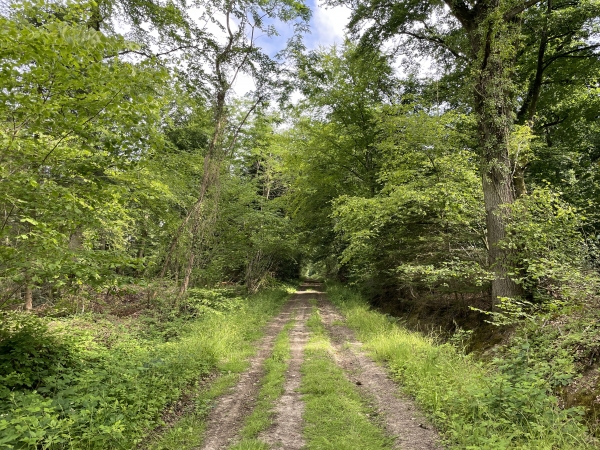 Nous sommes toujours sur le même chemin, qui prend des aspects variés comme on le voit.
