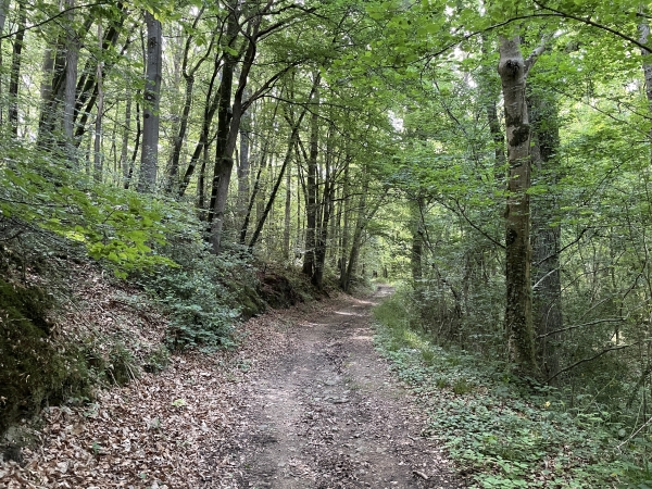 Nous repartons dans les bois pour rejoindre Saint-Germain-le-Vasson.