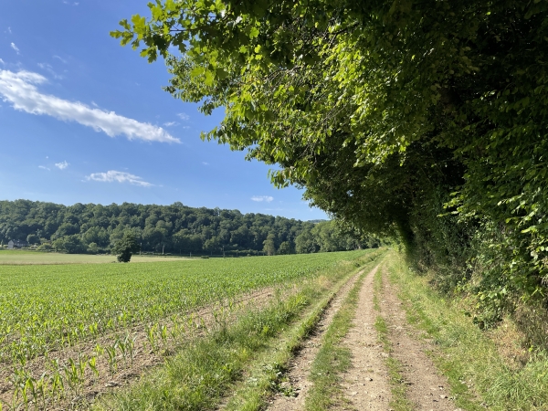 Nous allons quitter le chemin, peu avant le bois que l'on voit en face.