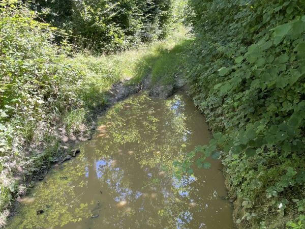 La terre argileuse retient l'eau, et malgré plusieurs jours de beau temps, on peut trouver quelques flaques. J'évite celle-ci en passant à gauche, en repoussant les ronces avec mon sac-à-dos.