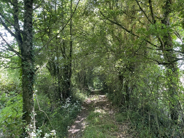 Je quitte l'itinéraire officiel pour rejoindre la D232 et passer au plus près de la chapelle Blanchet. C'est une erreur : je ne verrai pas plus la chapelle.