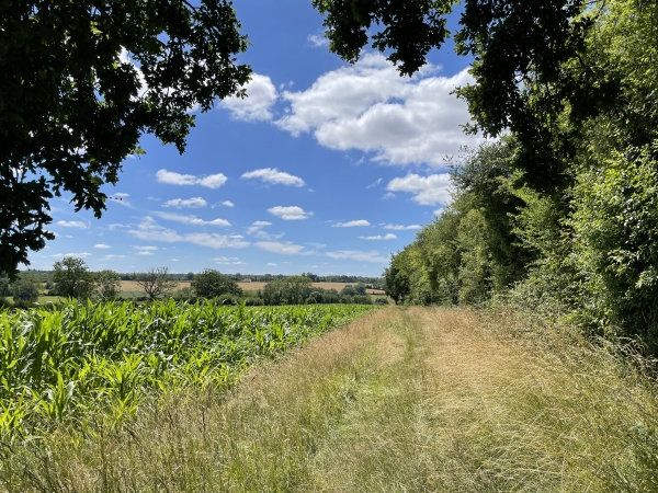 A nouveau un chemin envahi de hautes herbes. Ce chemin descend vers Heugon.