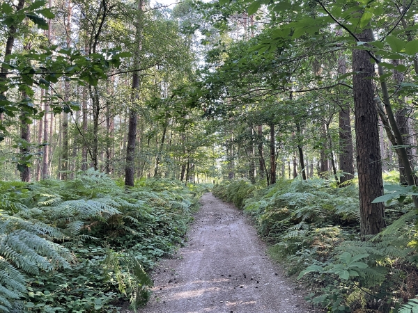 Nous montons sur la colline du bois du Mont Mal, avant de redescendre vers le Bec-Hellouin.