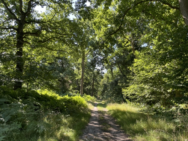Très beau chemin dans le bois de la Côte Vigneron.