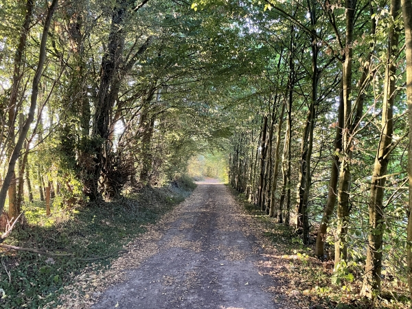 Mon premier chemin est représentatif de ceux que je vais suivre sur cet itinéraire : même quand ils ne sont pas en forêt, les chemins avancent dans des couloirs de verdure, bienvenus en plein mois d'août.