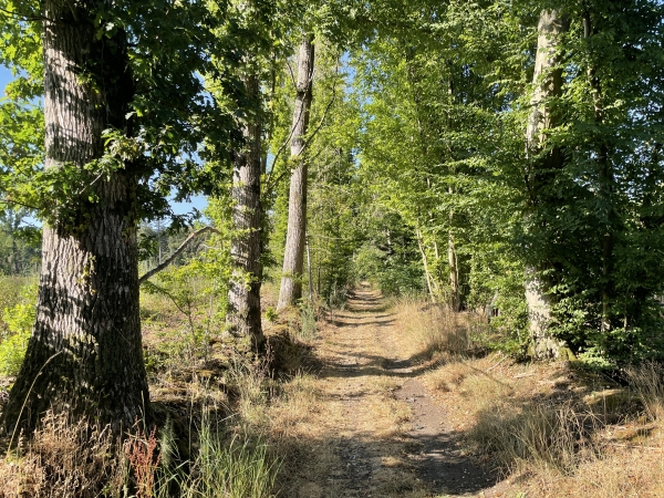 Je marche en lisière du bois du Faux Pot. J'ai quitté momentanément le GR26 pour rester sur le plateau. Comme on le voit, je n'ai pas à le regretter.