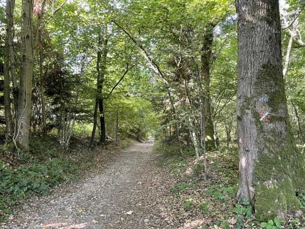 Dans le bois d'Orbiquet, je quitte définitivement le GR26 pour descendre dans la vallée.