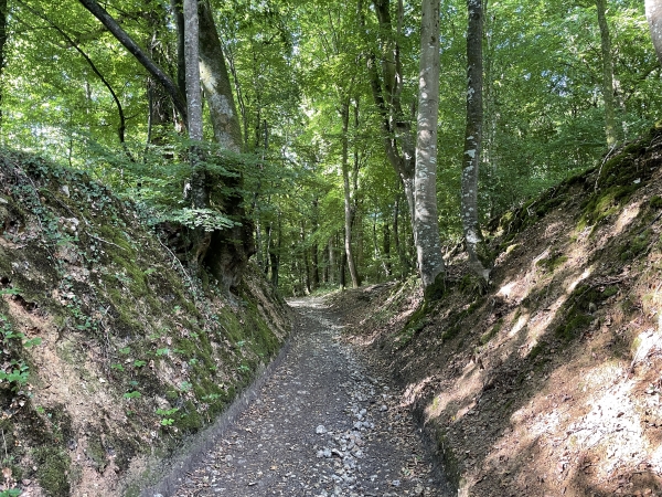 Je monte dans le bois de la Motte, sur le coteau ouest de l'Orbiquet.