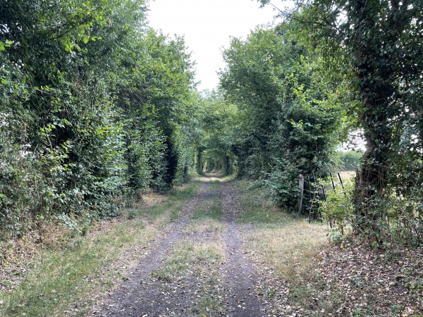J'ai quitté le bois, traversé la D4, et avance maintenant sur le chemin du Roquet.