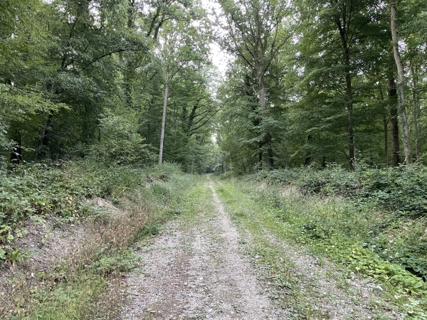 Nous partons du parking au carrefour de la rue de la Vallette et celle de la Hêtraie, et montons directement en forêt par la route forestière des Châteaux.