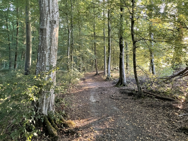 Au sommet, nous suivons le sentier qui contourne la clairière de Colmont.