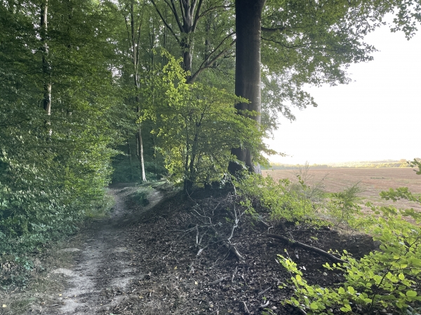 La clairière est un grand espace agricole aménagé autour d'une ferme au sommet du massif.