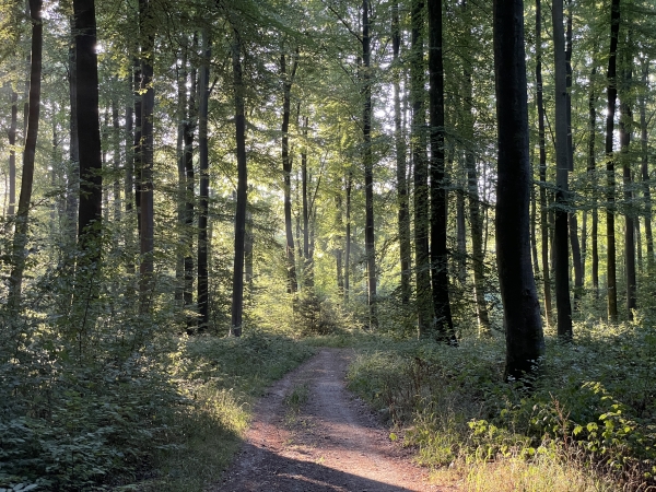Nous avons passé le carrefour des Trois Rois, et descendons vers la route forestière du Grand Maître.