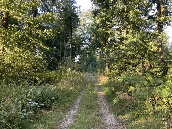 Nous avons traversé la route forestière du Grand Maître, et suivons maintenant celle de la Pierre Fortelle.