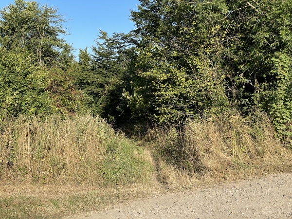 Après la Villenaise, nous entrons à nouveau en forêt par cette discrète entrée, qui cache un chemin qui s'élargit avant de rejoindre la route forestière du Chêne Varin.