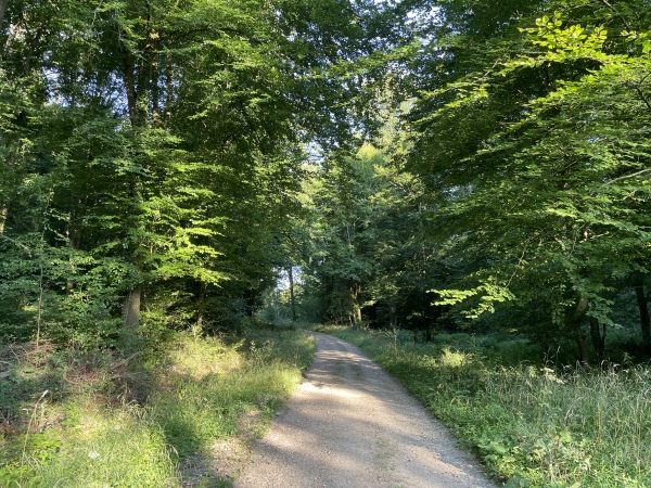 Nous voilà sur la route forestière du Chêne Varin.