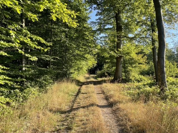 Nous quittons la route forestière du Chêne Varin pour suivre des balises jaunes jusqu'à la maison forestière de Colmont.