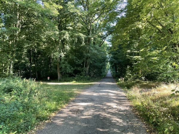 La boucle est fermée : nous étions passé sur le chemin perpendiculaire tout à l'heure. Nous allons tourner à gauche pour retrouver le parking.