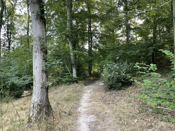 Nous continuons sur les chemins boisés des coteaux, en bordure de la forêt domaniale de Brotonne.