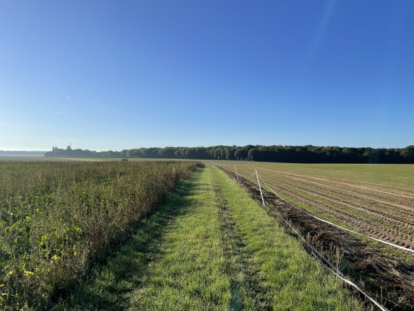 J'ai rejoint le premier chemin, et traverse la plaine agricole en direction du bois du Chêne à la Vierge, droit devant.