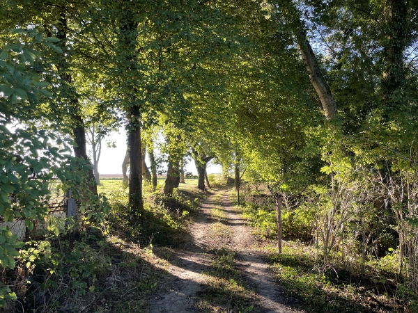 Je traverse brièvement le bois du Chêne à la Vierge (sans voir le fameux chêne), et rejoins la D10.