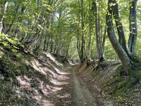 Juste avant l'entrée du domaine, je tourne sur ce chemin creux qui monte dans le bois. Impossible de rater l'entrée de ce chemin : l'entrée du domaine du Paradou est bardée de panneaux d'avertissements de toutes sortes.