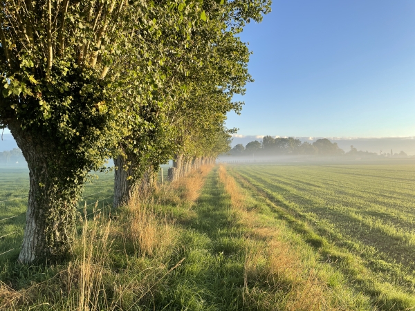 Les paysages traditionnels du Lieuvin ont laissé des traces, avec ici à gauche des charmes, anciens arbres tétards.