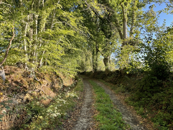 J'ai traversé la D810, et marche maintenant vers la ferme de la Quenoterie. La Véronne prend sa source quelque part à droite.