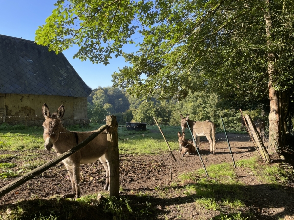 Une famille d'ânes nous regarde passer. Visiblement ils sont habitués aux randonneurs.