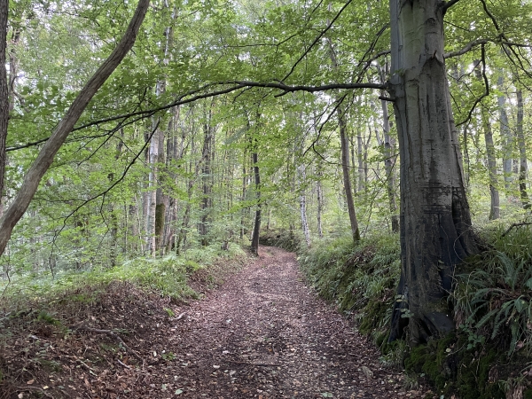 Je quitte le chemin du bois Hébert pour monter vers Rocquefort.