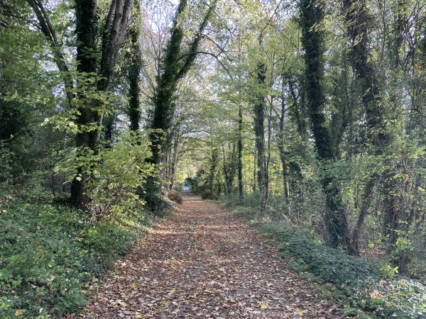 Nous descendons vers Aveny (Commune de Dampsmesnil) par le chemin du Four à Chaux.
