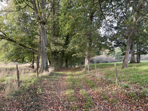 Au sud d'Ancourteville-sur-Héricourt, nous suivons une succession de délicieux chemins.