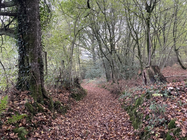 Nous retrouvons le bois de la Cornouilleraie dans la descente. En effet, ce bois fait presque le tour du plateau des Gournets.