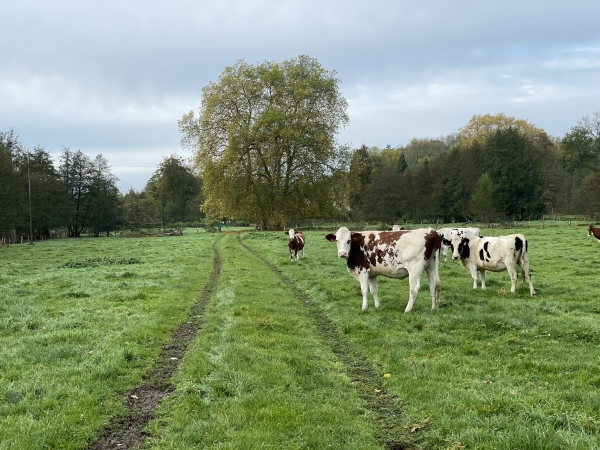 Quelques clôtures séparent les troupeaux qui paissent dans les marais. Nous veillons à bien refermer chaque passage de clôture derrière nous.