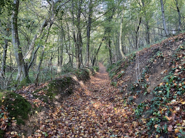 Sentier de la Fosse dans le bois du coteau.