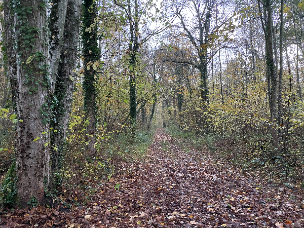 La zone des sources est abritée par un bois. Malgré les apparences, le sol est spongieux. Les chaussures imperméables sont utiles.