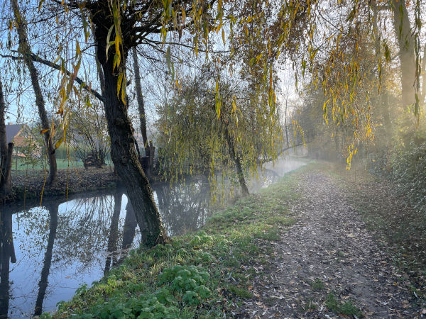Le soleil éclaire les dernières feuilles des saules et disperse la brume matinale. D'autres photos sont dans l'album.