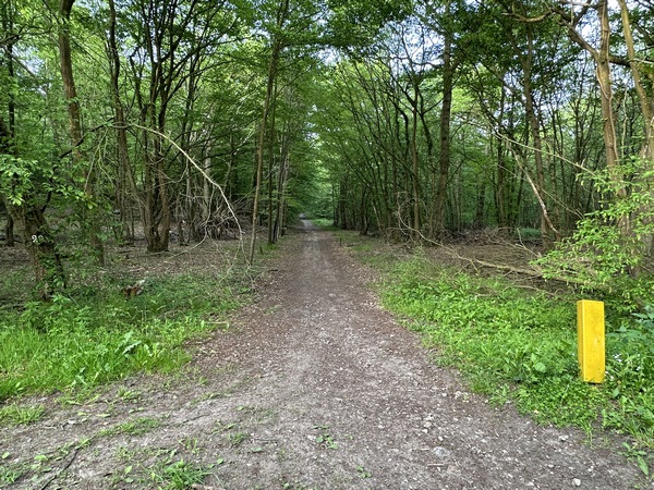Depuis le parking, je commence par suivre la longue coupe forestière rectiligne qui traverse la Vente des Bornes.