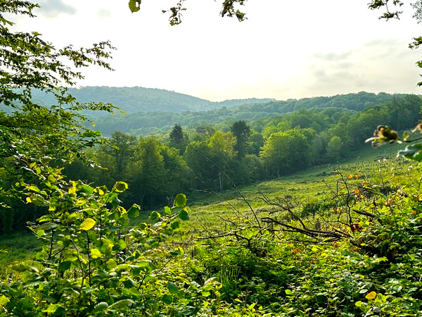 Regard arrière sur la forêt depuis le massif de la Vente des Bornes.